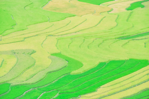 Paddy kenttä sekoitus vihreää ja valmis sadonkorjuuseen riisin Mu Cang Chai, Yen Bai, Vietnamin. Scenic ilmakuva terassi niitty Pohjois-Vietnamissa
. - Valokuva, kuva