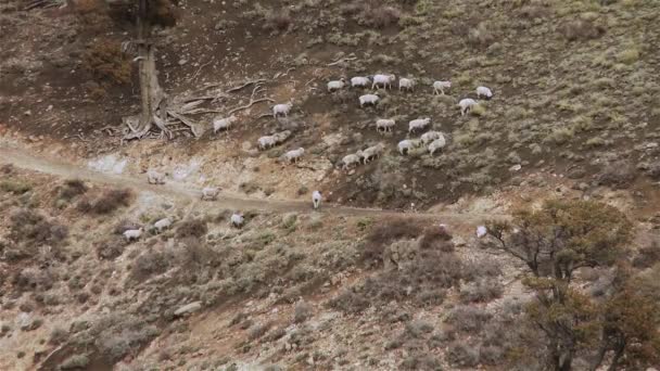 Βοσκός και πρόβατα αναρρίχηση μέχρι ένα λόφο στις Άνδεις Βουνό, Αργεντινή. - Πλάνα, βίντεο