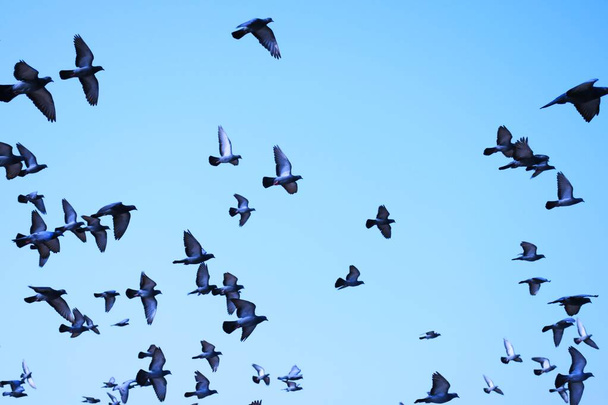 Внутрішні голуби / дикий голуб (Гуджарат - Індія) зграя в польоті проти блакитного неба Внутрішні голуби / дикий голуб, птахи, що літають в небі - Фото, зображення