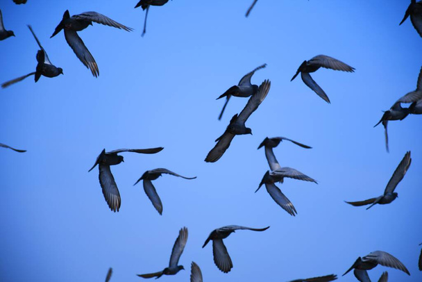 Gołębie domowe / dziki gołąb (Gujarat - Indie) stado w locie przeciwko błękitnemu niebu Gołębie domowe / dziki gołąb, ptaki latające na niebie - Zdjęcie, obraz