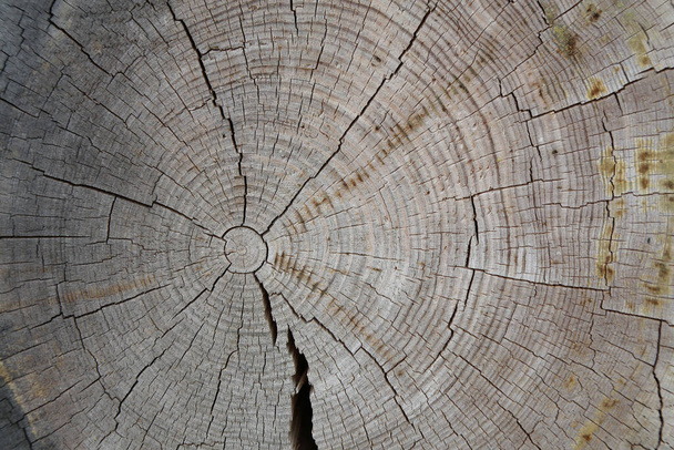 Anelli annuali e incrinature su un albero tagliato. - Foto, immagini