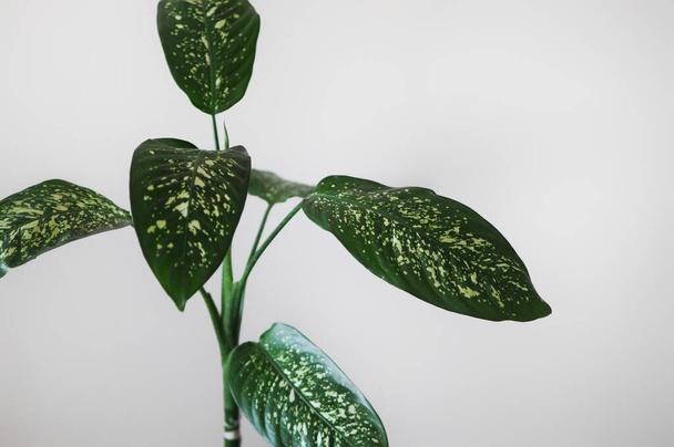 Nahaufnahme von Dieffenbachia. Minimalistisches Design mit heimischer Pflanze. Platz für Text - Foto, Bild