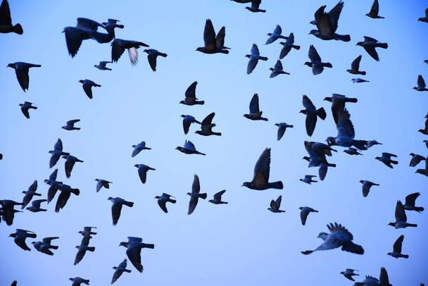 Kotimaiset kyyhkyset / luonnonvaraiset kyyhkyset (Gujarat - Intia) parvet lentämässä sinistä taivasta vastaan Kotimaiset kyyhkyset / luonnonvaraiset kyyhkyset, taivaalla lentävät linnut - Valokuva, kuva
