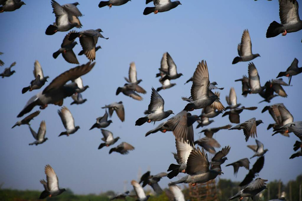 Palomas domésticas / palomas salvajes (Gujarat - India) acuden en vuelo contra el cielo azul Palomas domésticas / palomas salvajes, Aves volando en el cielo
 - Foto, imagen