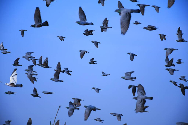 Kotimaiset kyyhkyset / luonnonvaraiset kyyhkyset (Gujarat - Intia) parvet lentämässä sinistä taivasta vastaan Kotimaiset kyyhkyset / luonnonvaraiset kyyhkyset, taivaalla lentävät linnut - Valokuva, kuva