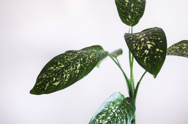 Закрыть домашнее растение ффенилия. Минимальный дизайн с местом для текста
 - Фото, изображение