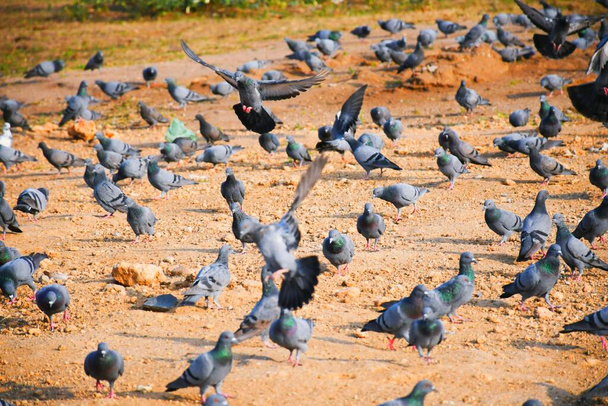 Domestic pigeons / feral pigeon (Gujarat - India) flock in flight against blue sky Domestic pigeons / feral pigeon, Birds flying in the sky - Photo, Image