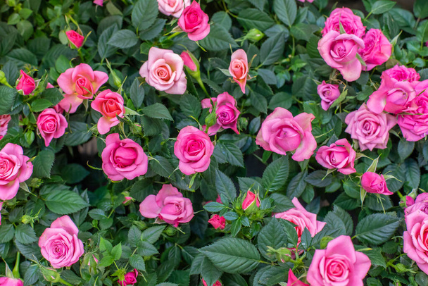 Blühende Rose, schöner frischer Strauch mit rosa Gartenrosenblüten. Blühende Gischt stieg, viele Blütenstände und Blütenblätter. Hintergrund Natur Hintergrund - Foto, Bild