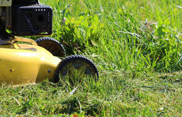 Lawn mower. Mow the lawns. Man mows the grass. - Photo, Image