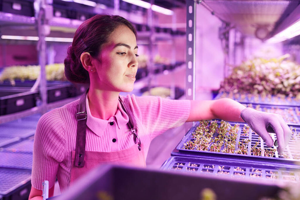 Retrato de una trabajadora sonriente examinando plantas en bandejas de brotes mientras está de pie en el invernadero del vivero iluminado por la luz UV, espacio para copiar - Foto, imagen