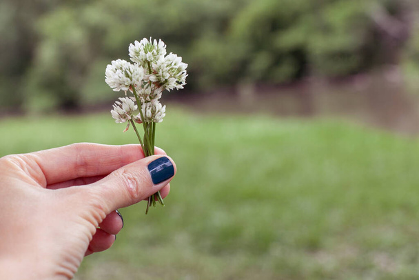Kobieca ręka z kwiatami koniczyny. Letni nastrój.  - Zdjęcie, obraz