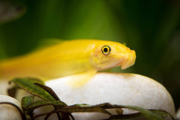 Keltainen kiinalainen levien syöjä - Gyrinocheilus akvaarion puhdistuskivessä. Akvaariokonsepti - Valokuva, kuva