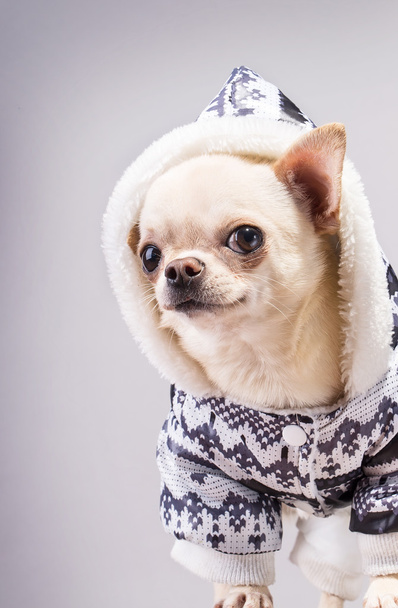 cute small dog - Valokuva, kuva