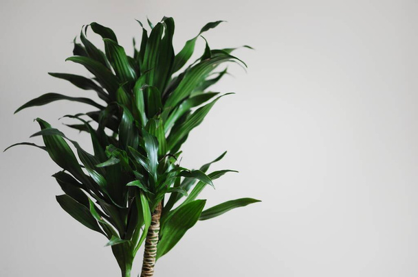Αρώματα Dracaena. Μοντέρνο στυλ εσωτερικό με φυτό στο σπίτι. Κενό μέρος του κειμένου σας - Φωτογραφία, εικόνα