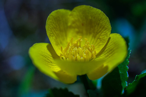Buttercup - a species of herbaceous plant belonging to the glaucoma family. - Photo, Image