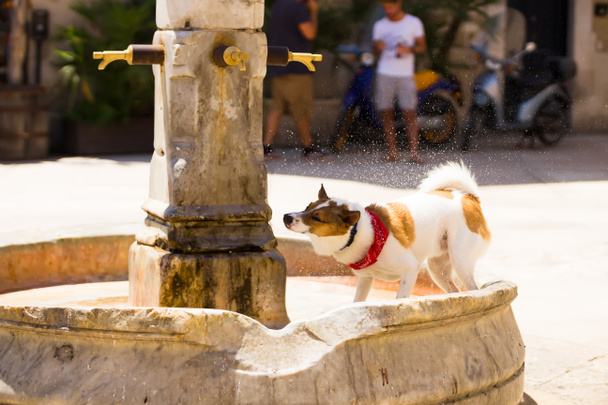 El perro bebe en el calor de la fuente de la calle en la calle en Bari Vecchia. Calor en Apulia, Italia
 - Foto, imagen