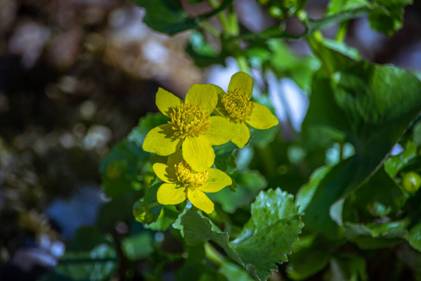 Buttercup - a species of herbaceous plant belonging to the glaucoma family. - Photo, Image