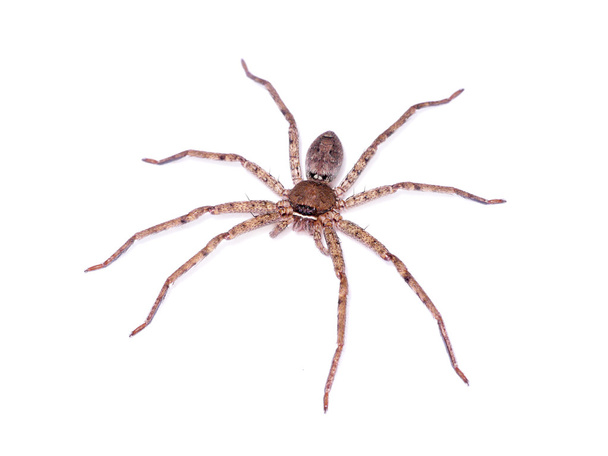 Araignée brune sur fond blanc
. - Photo, image
