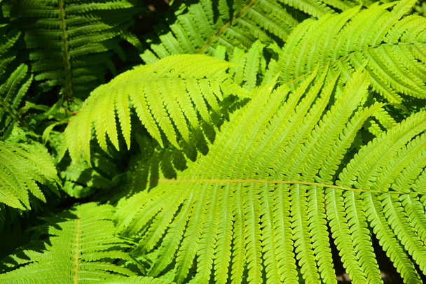 Прекрасне, розкішне, велике зелене листя папороті, освітлене яскравим сонячним світлом в природі, поліподібна
. - Фото, зображення