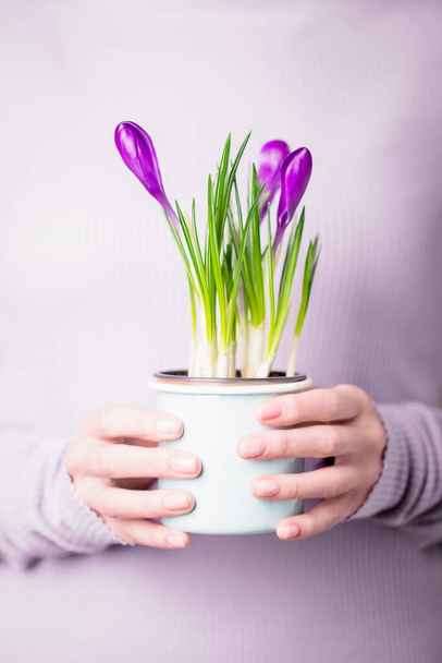 Beautiful female hands holding purple violet crocuses in a pale mint flowerpot on a violet textile background. Nude manicure with fern pattern - Foto, imagen