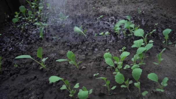 Bir serada lahana filizleri sulamak. kuru toprak Chernozem - Video, Çekim