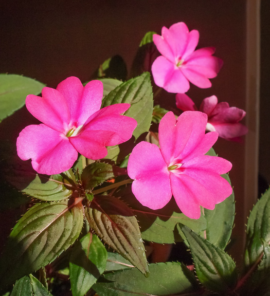 Impatiens Nueva Guinea flor
 - Foto, Imagen