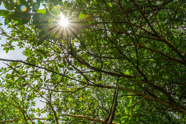 Cherchant dans la forêt verte. forêt tropicale avec un feuillage riche et luxuriant vert vif. fond vue du bas. étoiles de soleil à travers les branches
 - Photo, image