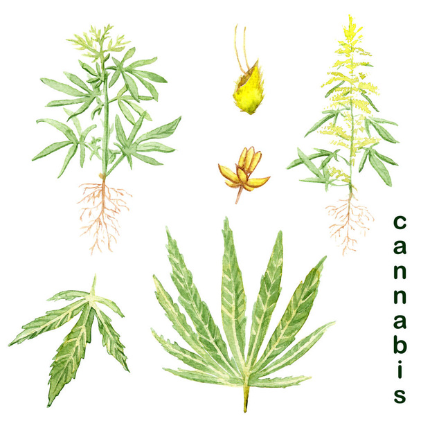 akvarell rajzok - kender cannabis - levelek, növény, magvak és virágok - Fotó, kép