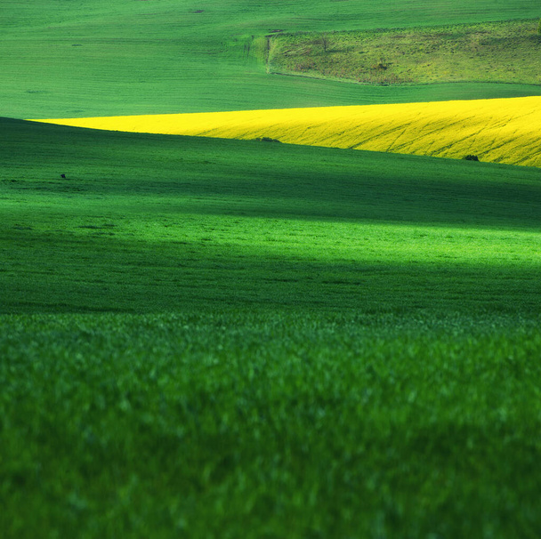 Arkaplan olarak alan. O gün çayırda çimler vardı. Yaz mevsiminde tarım arazisi. Tarım - imaj - Fotoğraf, Görsel