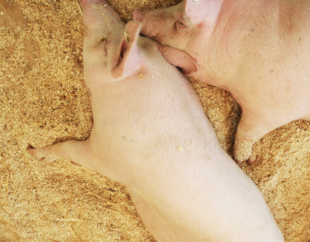Свиньи покоятся на древесных стружках
 - Фото, изображение