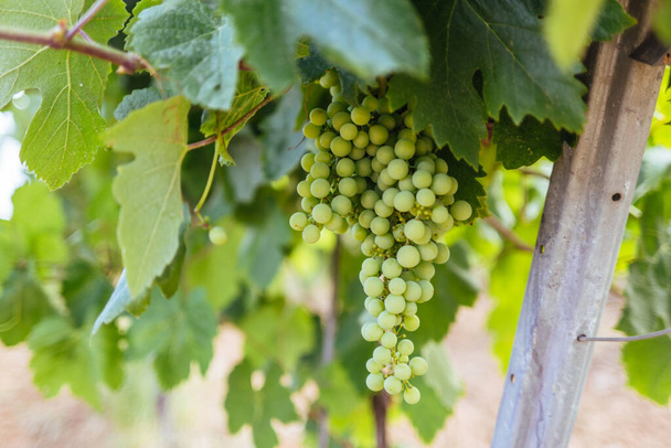 zöld szőlő szőlőültetvényen - Fotó, kép