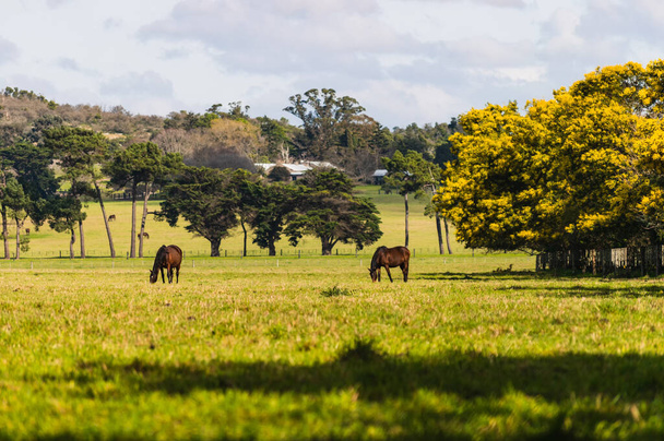 две лошади, пасущиеся под солнцем на зеленом поле весной
 - Фото, изображение
