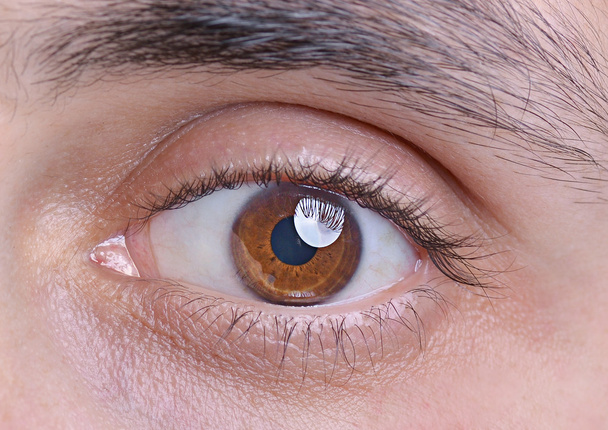 Каштановый глаз
 - Фото, изображение