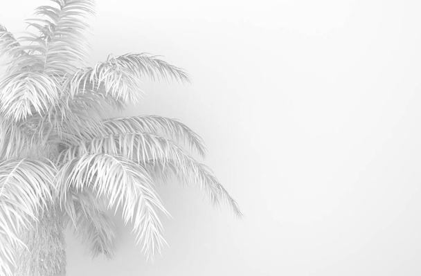 Пальма с белыми пальмовыми листьями на белом фоне. Монохромная белоснежная листва. Концептуальная творческая иллюстрация с копировальным пространством. 3D рендеринг
 - Фото, изображение