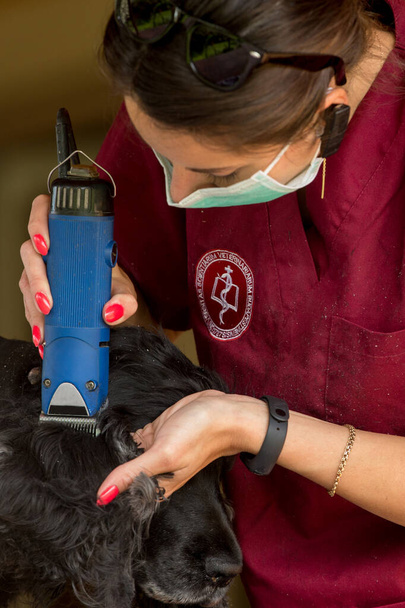 Un cane nero è tagliato a casa da un medico veterinario
 - Foto, immagini