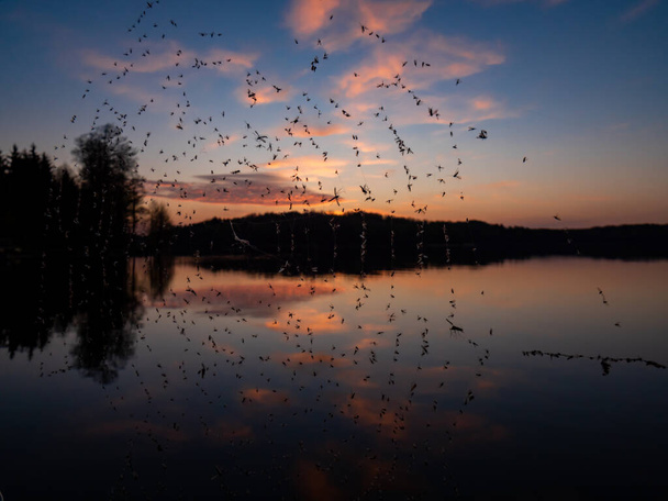 Hancza湖の水の中に美しい空の反射と素晴らしい夕日。死の昆虫でいっぱいのクモの巣を通して見る。スワルスキー景観公園,ポドラスキー,ポーランド - 写真・画像