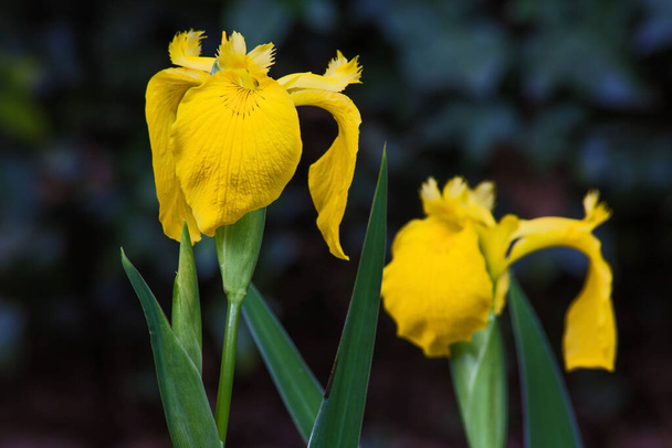 Keltainen lippu Iris (Iris pseudacorus) on helppo kasvaa kasvi, joka kasvaa matalassa vedessä ja soinen alueilla. Valitettavasti se on erittäin invasiivinen kasvi
. - Valokuva, kuva
