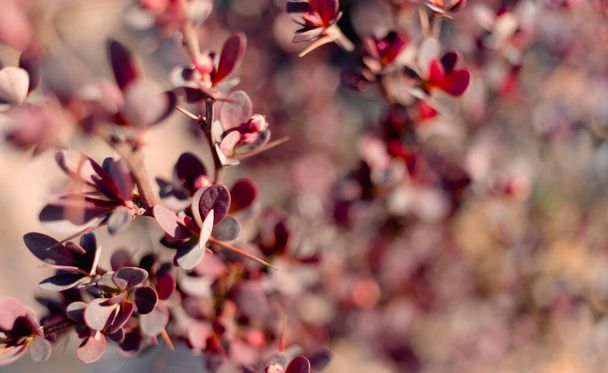 Purple Leaves On Bush Of Berberis Thunbergii, The Japanese Barberry, Thunbergs Barberry, Or Red Barberry. - Photo, Image