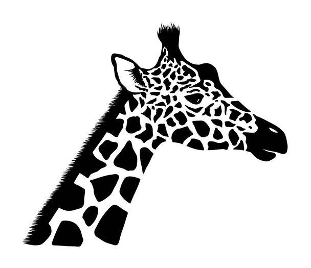 Giraffe head. Wild animal logo artwork design. Black and white vector illustration - Wektor, obraz