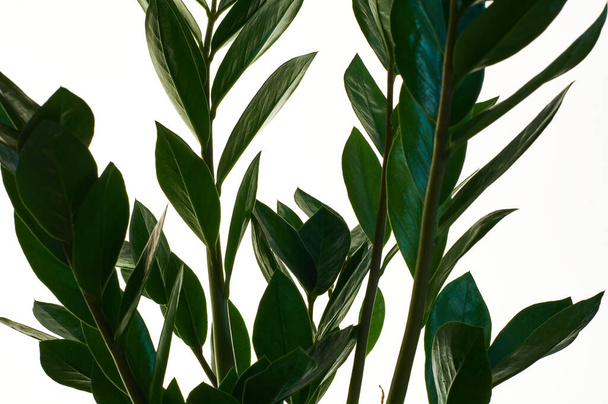 Zamioculcas pianta d'appartamento verde con foglie medie su sfondo bianco isolato. Dollaro albero con un sacco di rami
. - Foto, immagini