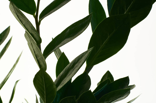 Заміокулкас - зелена кімнатна рослина з середнім листям на білому ізольованому фоні. Дерево з багатьма гілками.. - Фото, зображення