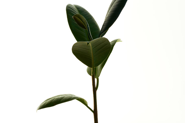 Ficus elastica, rubbery green houseplant with large thick leaves on white isolated background. - Photo, Image
