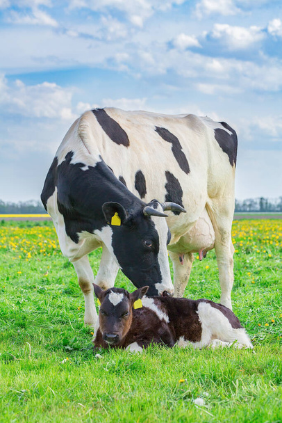 Mãe vaca com bezerro recém-nascido em pé em pastagem na Holanda
 - Foto, Imagem