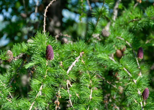Junger Zweig der Europäischen Lärche (Larix decidua) im Frühjahr) - Foto, Bild