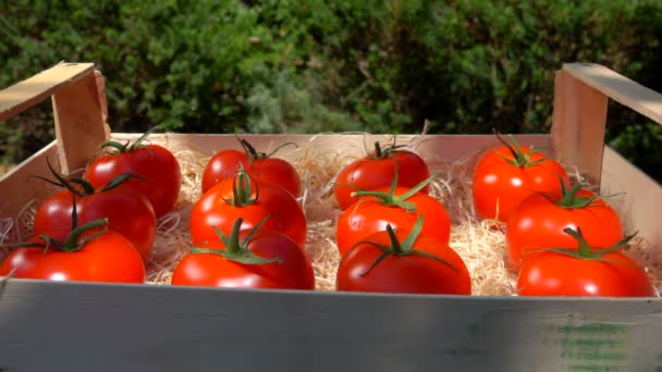 Zralá červená rajčata ležící v dřevěné krabici s hoblinami v letní slunečný den - Záběry, video