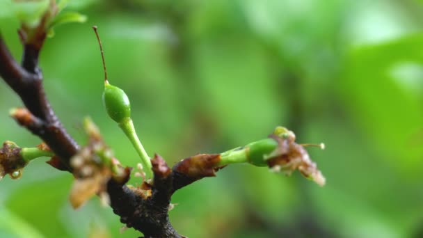nezralá bio bílá švestka na švestkové větvi, zelená - Záběry, video