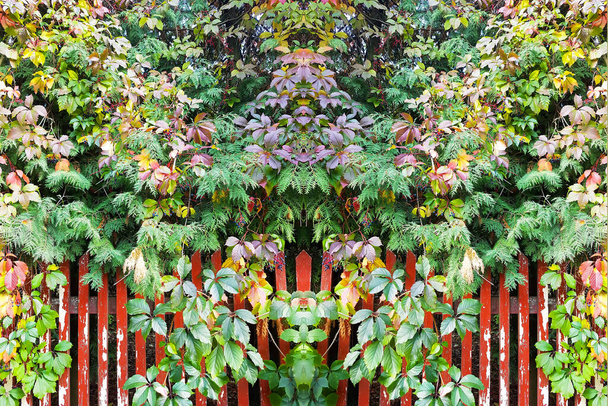 Symmetrical geometric background from the bright leaves of wild grapes or ivy plant on the wooden fence in autumn park - Photo, Image