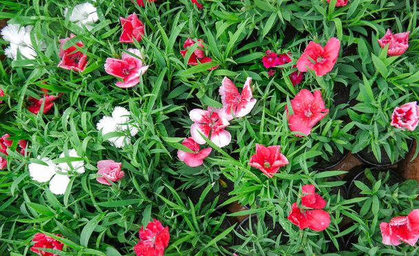 赤い花。日当たりの良い夏や春の日に庭の花。ポストカードの美しさの装飾や農業のコンセプトデザインのための花。トロピカルガーデンの美しい花。カラフルな花。花模様。花の背景花束だコピースペース - 写真・画像