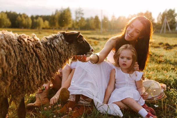 family mother with children stroking a sheep on a field at sunset on a summer day at the farm - Foto, Bild