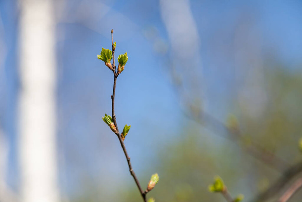 Detailní záběr ohebné hnědé větve malinového keře s praskajícími pupeny a stříháním zelených šťavnatých vyřezávaných listů proti jasně modré obloze. - Fotografie, Obrázek